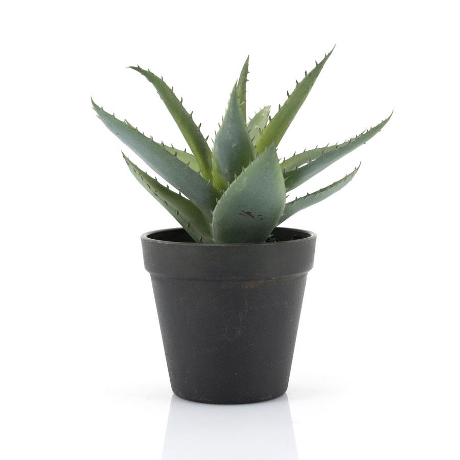 Agave - Small